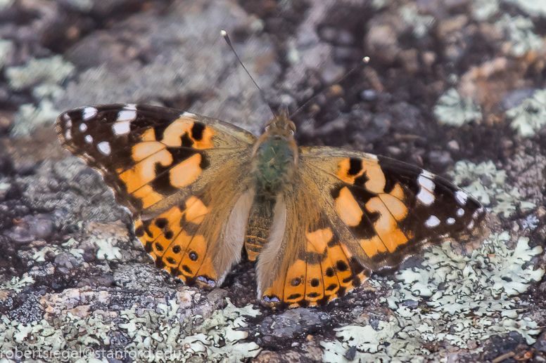 painted lady butterfly